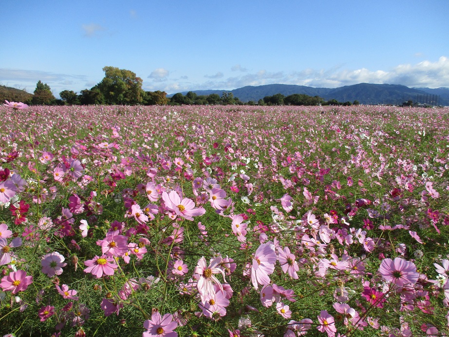 陽の光を浴び花が明るく写っている10月26日のコスモス(秋ゾーン)の様子。