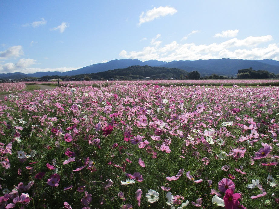花が満開の10月26日のコスモス(秋ゾーン)の様子。