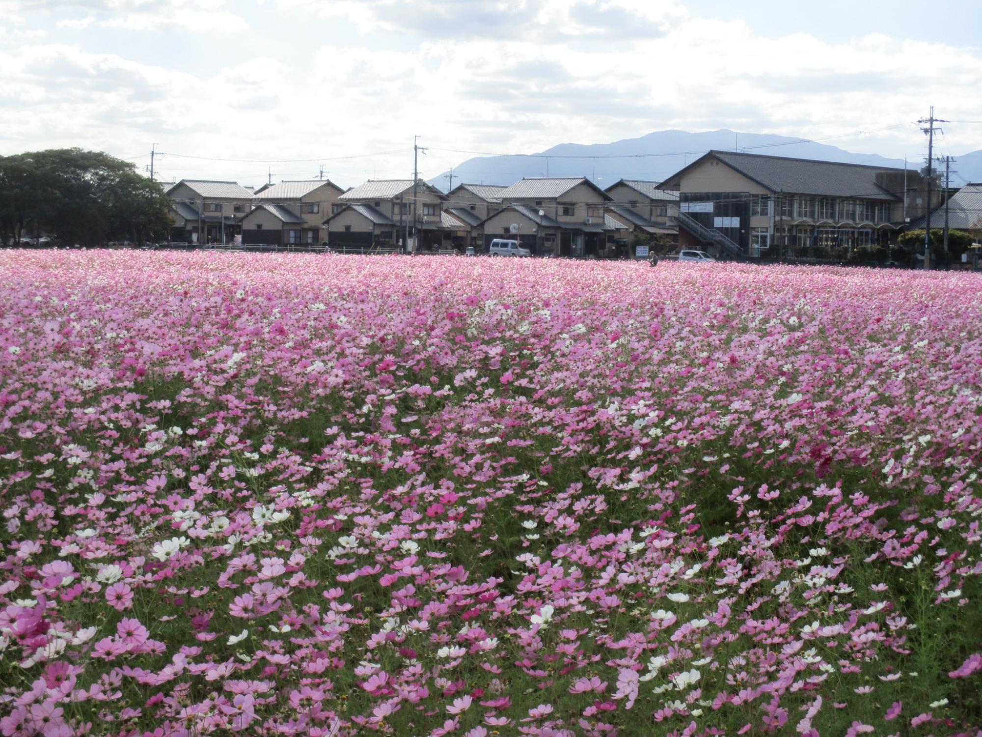 花が写真の中心から下部にかけてぎっしりと咲き乱れている10月29日のコスモス(秋ゾーン)の様子。