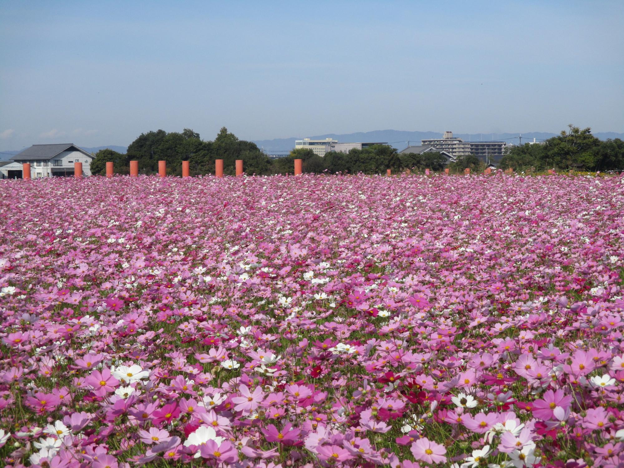 花が写真の中心から下部にかけてぎっしりと咲き乱れている11月1日のコスモス(秋ゾーン)の様子。