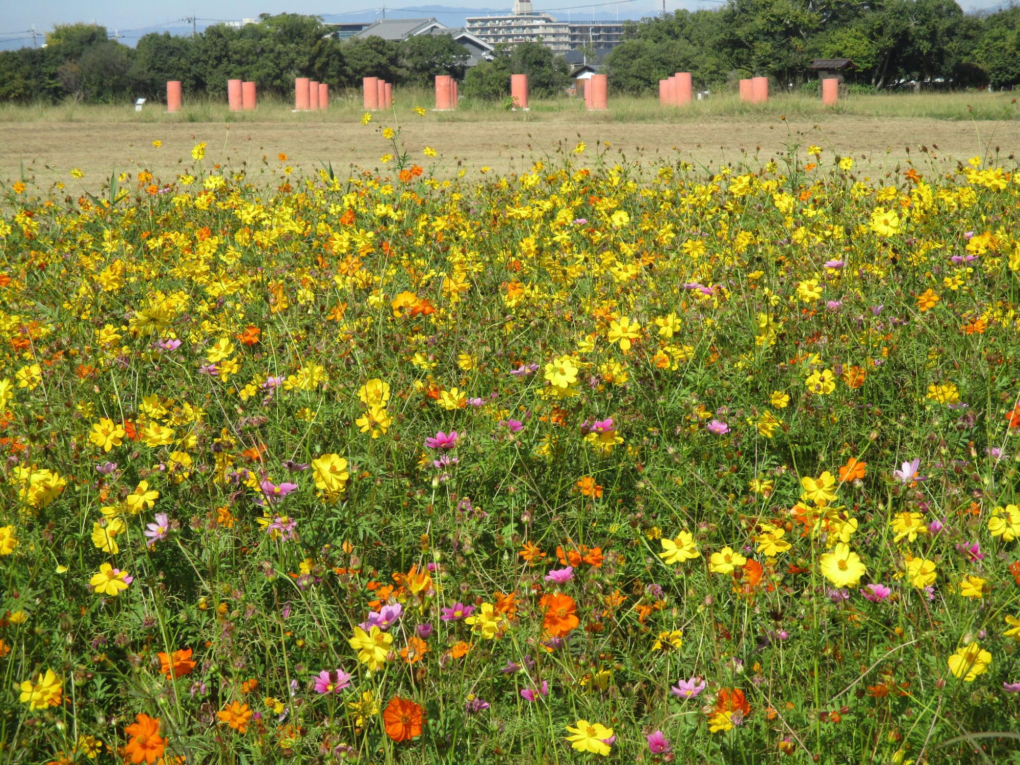 黄色・ピンク・オレンジのコスモスが開花している11月1日のコスモス(秋ゾーン)の様子。