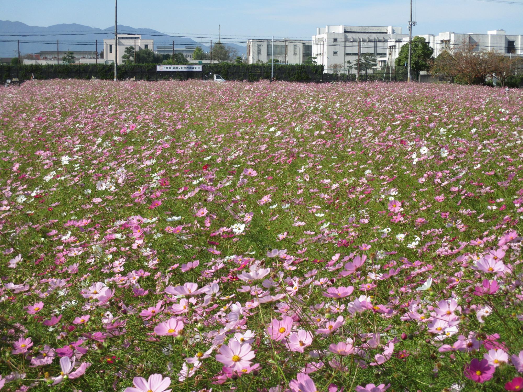 花が満開の11月1日のコスモス(秋ゾーン)の様子。