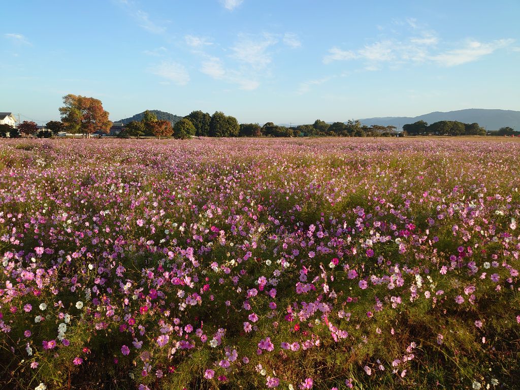 花が満開の11月4日のコスモス(秋ゾーン)の様子。
