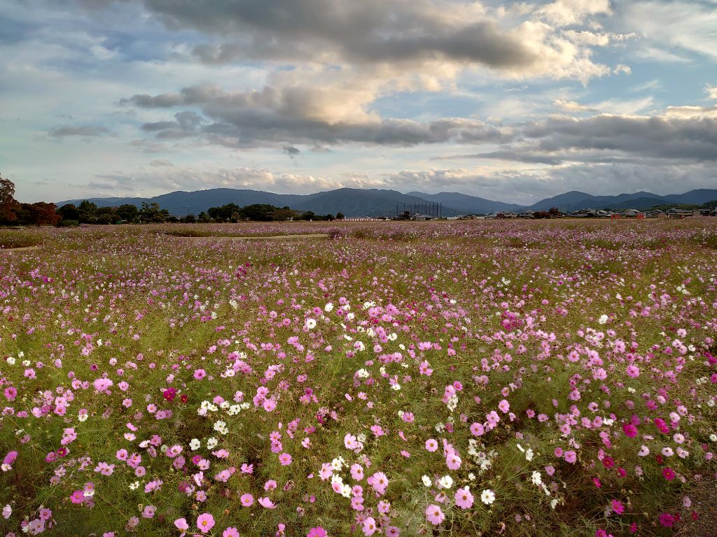 遠目に撮影した、花が満開の11月8日のコスモス(秋ゾーン)の様子。