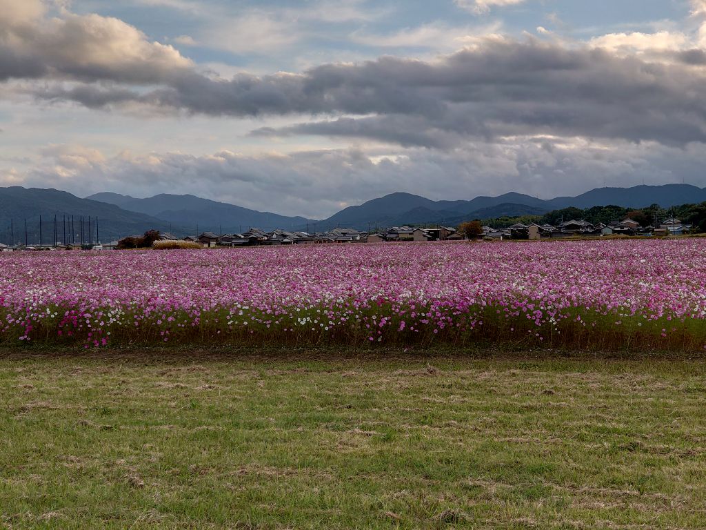 遠目に撮影した、花が満開の11月8日のコスモス(秋ゾーン)の様子。