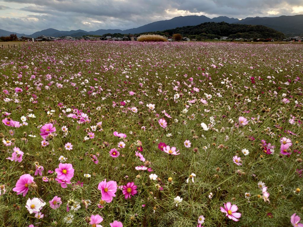 花が開花している11月8日のコスモス(秋ゾーン)の様子。