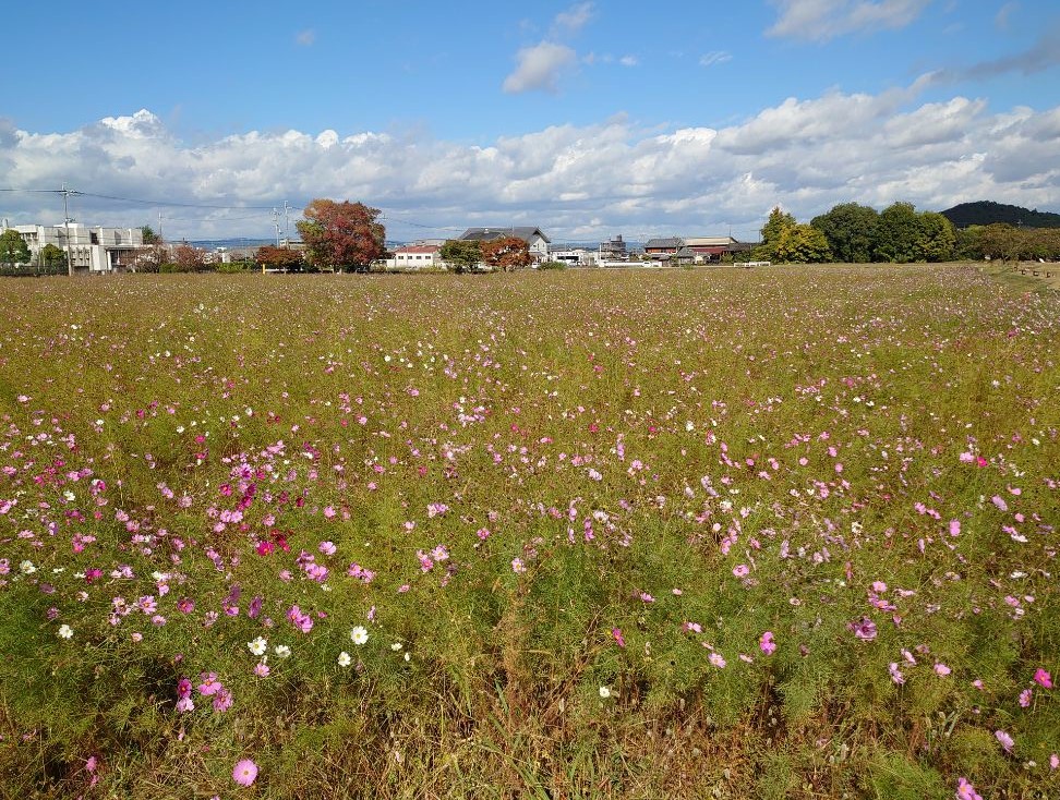 遠目に撮影した、花が開花している11月10日のコスモス(秋ゾーン)の様子。