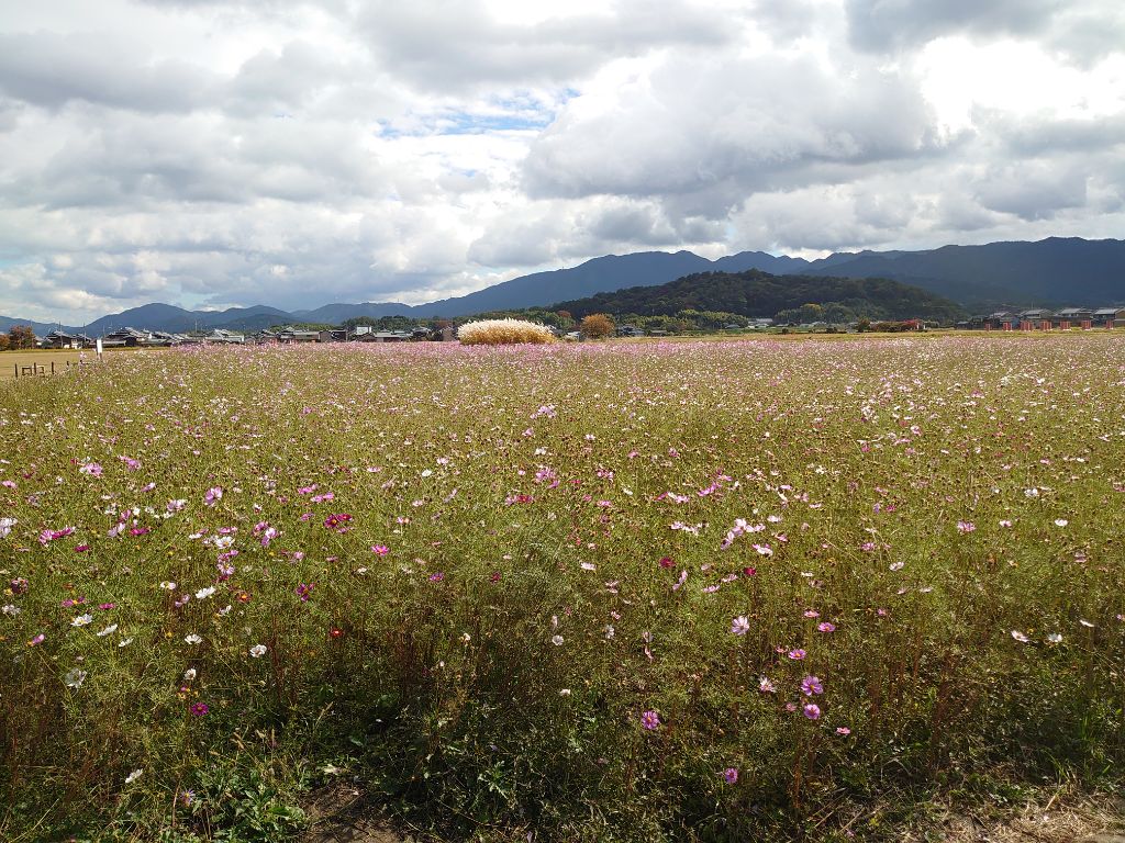 遠目に撮影した、花が開花している11月10日のコスモス(秋ゾーン)の様子。