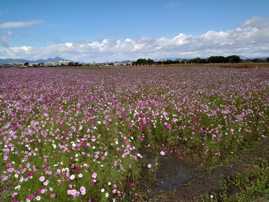 遠目に撮影した、花が満開の11月10日のコスモス(秋ゾーン)の様子。