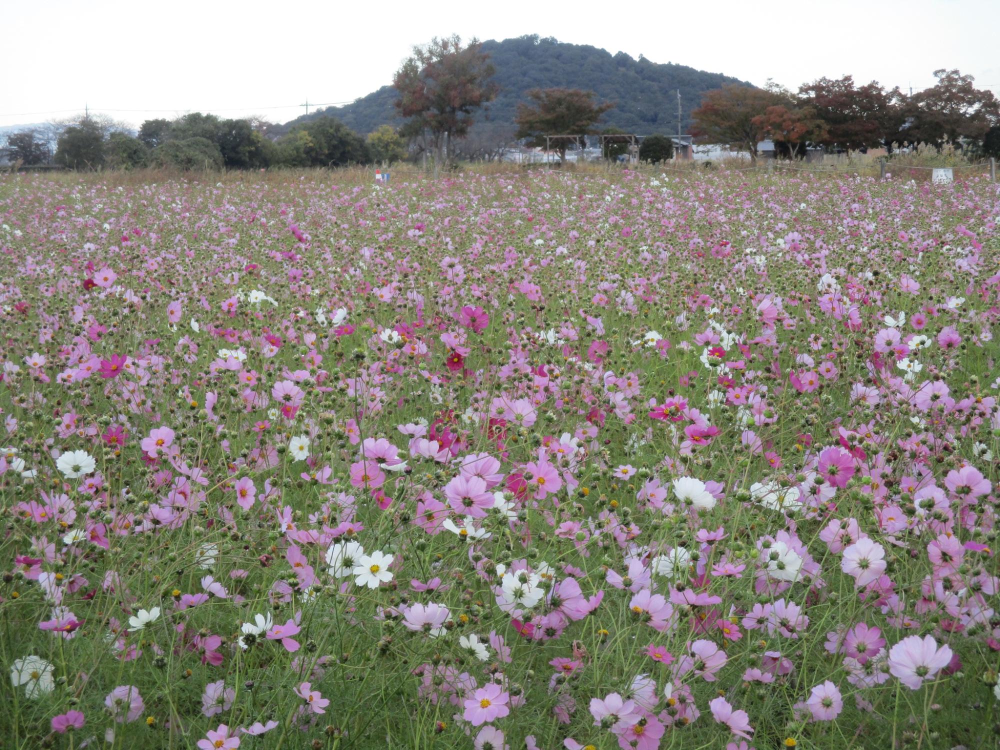 花が満開の11月12日のコスモス(秋ゾーン)の様子。