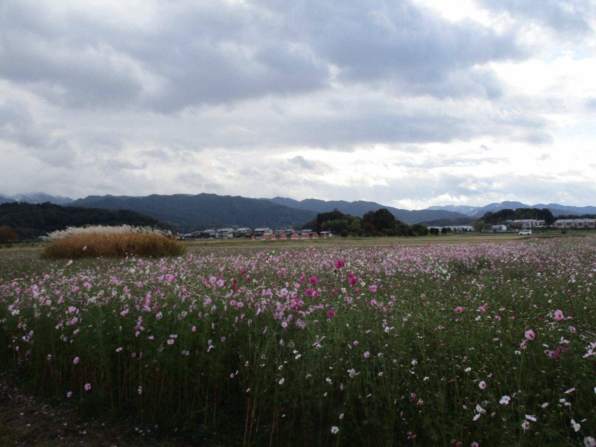 遠目に撮影した、花が満開の11月12日のコスモス(秋ゾーン)の様子。