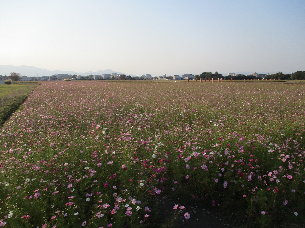 遠目に撮影した、花が満開の11月15日のコスモス(秋ゾーン)の様子。