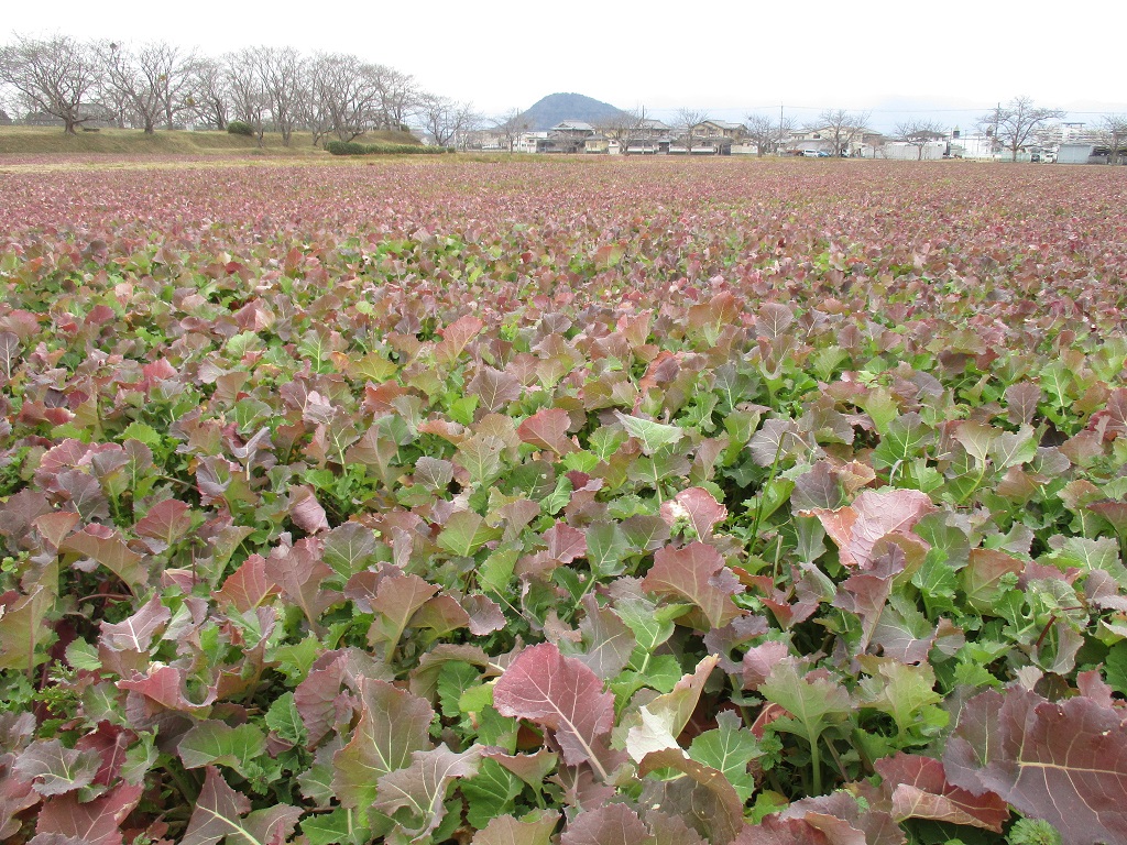 2月8日に撮影された菜の花(春ゾーン西側)の写真