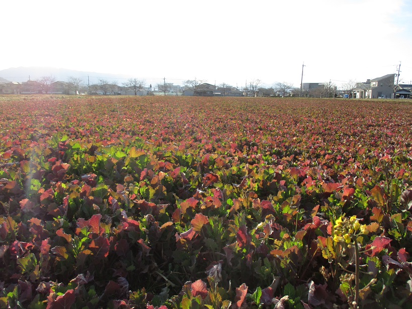 2月28日に撮影された菜の花(春ゾーン西側)の写真