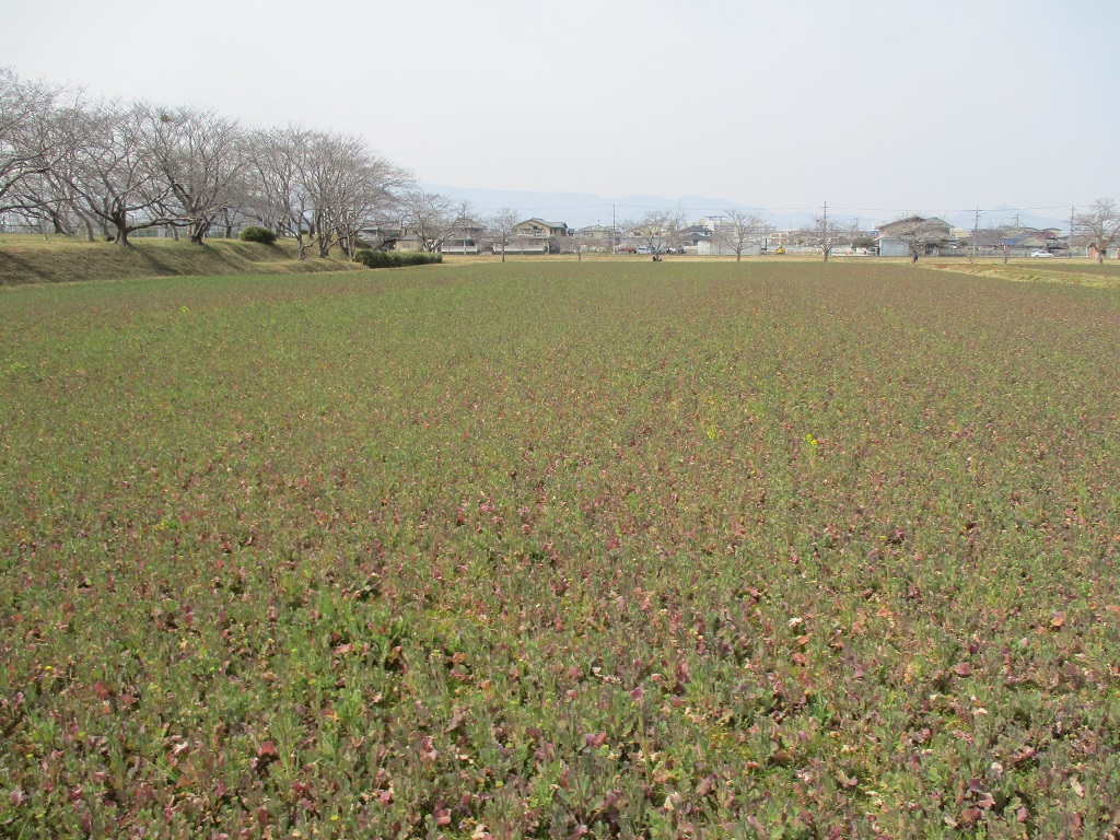 背丈30センチメートル程に伸び、少しずつ黄色い花が見え始めた、3月11日に撮影された菜の花(春ゾーン西側)の写真