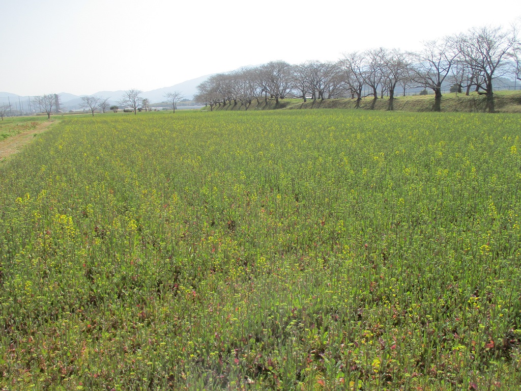 3月30日に撮影された、少しずつ花をつけ始めた菜の花(春ゾーン東側)の写真
