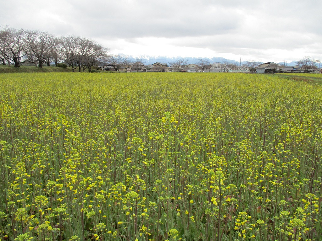 3月22日撮影時、雄大な自然を背に、7分から8分咲きとなった菜の花(春ゾーン西側)の写真