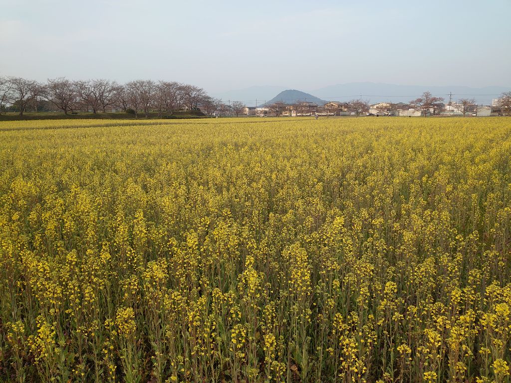 3月25日撮影時、7から8分咲きとなった菜の花(春ゾーン西側)の写真
