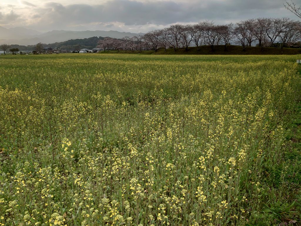 3月28日に撮影された、間も無く満開を迎える菜の花(春ゾーン東側)の写真