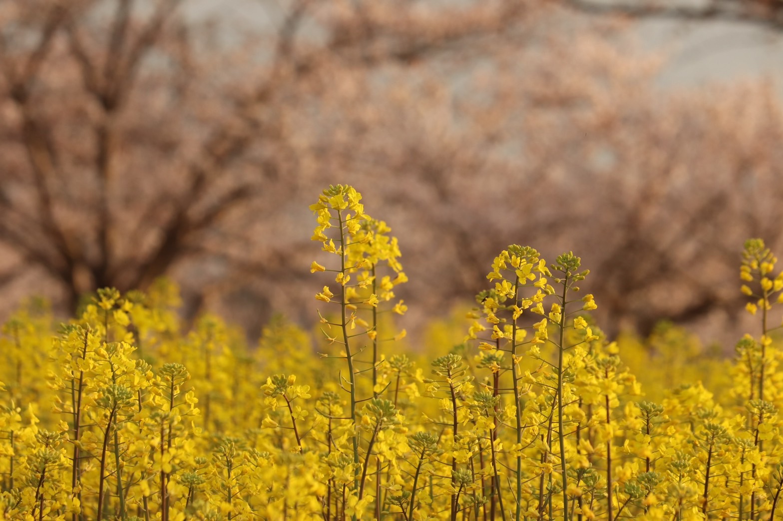 3月29日に撮影された、来週にも満開のピークを迎える菜の花(春ゾーン西側)の写真