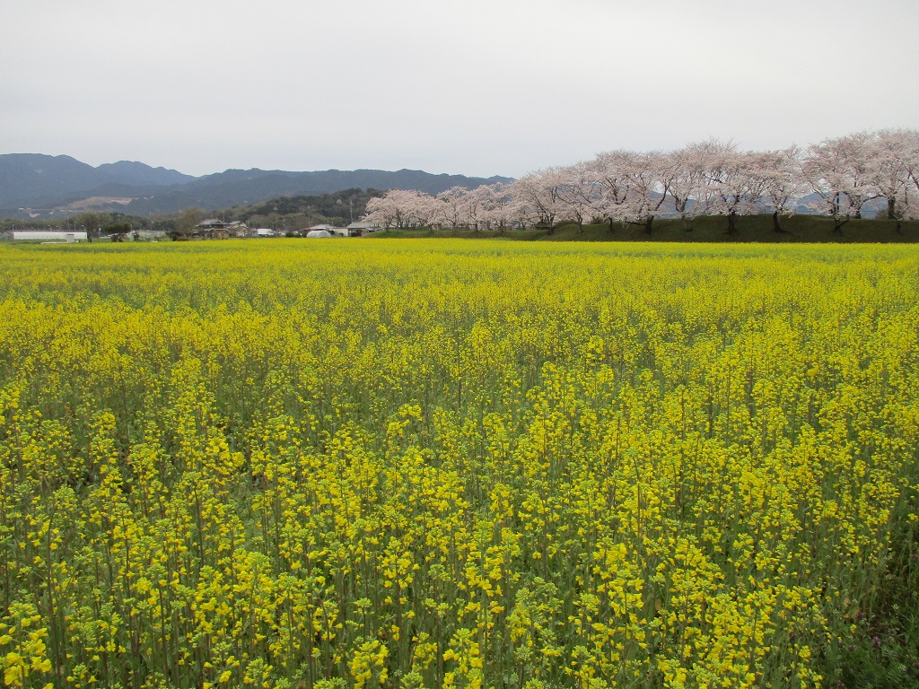 4月1日に撮影された、五分咲きとなった菜の花(春ゾーン東側)の写真
