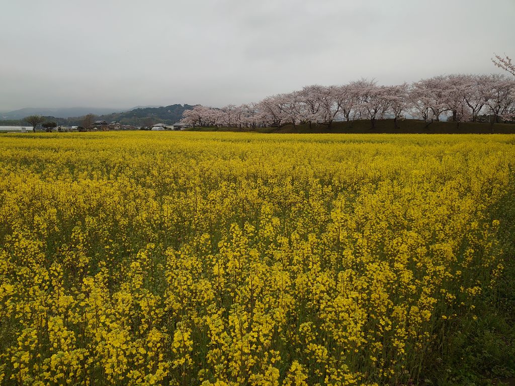 一番のピークを迎えた4月4日撮影時の藤原宮跡(春ゾーン東側)菜の花と桜の写真