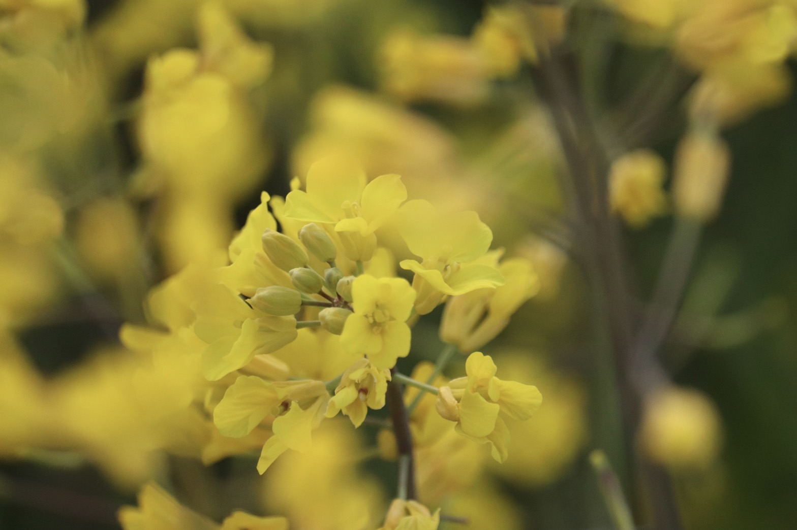 4月2日に撮影された、満開の花をつける菜の花(春ゾーン西側)の近接写真
