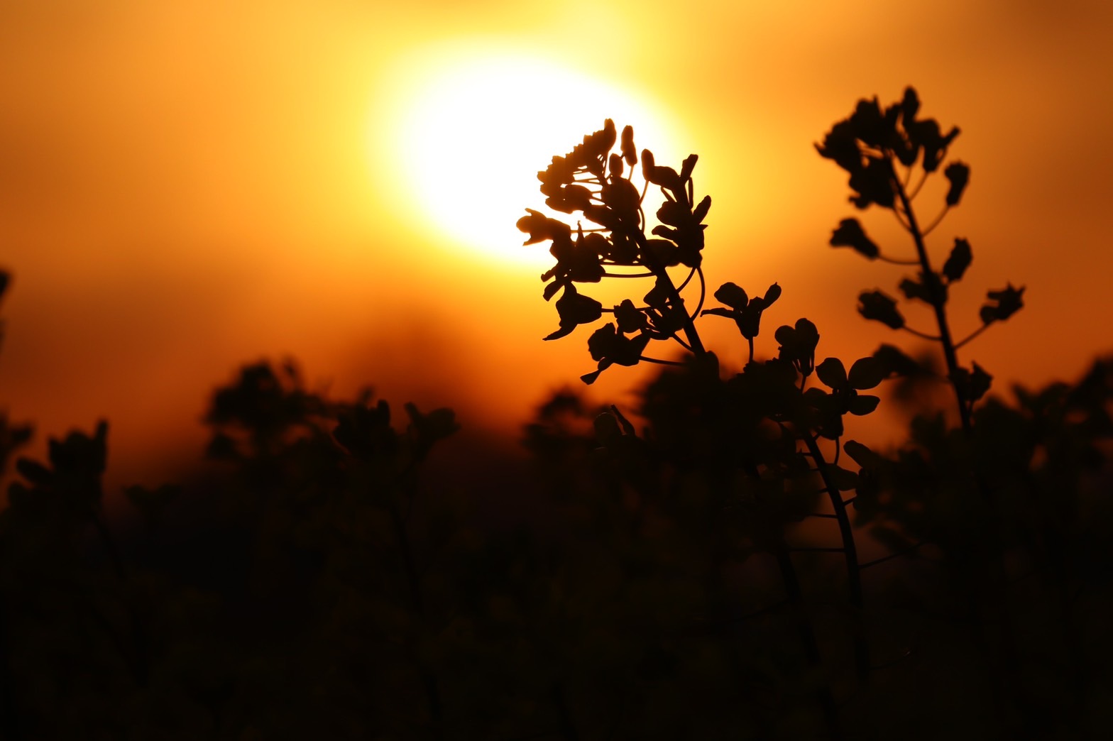 4月2日撮影された、夕日を背に満開の花をつける菜の花の写真