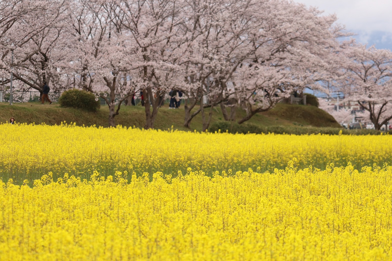 4月3日に撮影された、ピークを迎え満開の花をつける菜の花と桜(春ゾーン西側)の写真