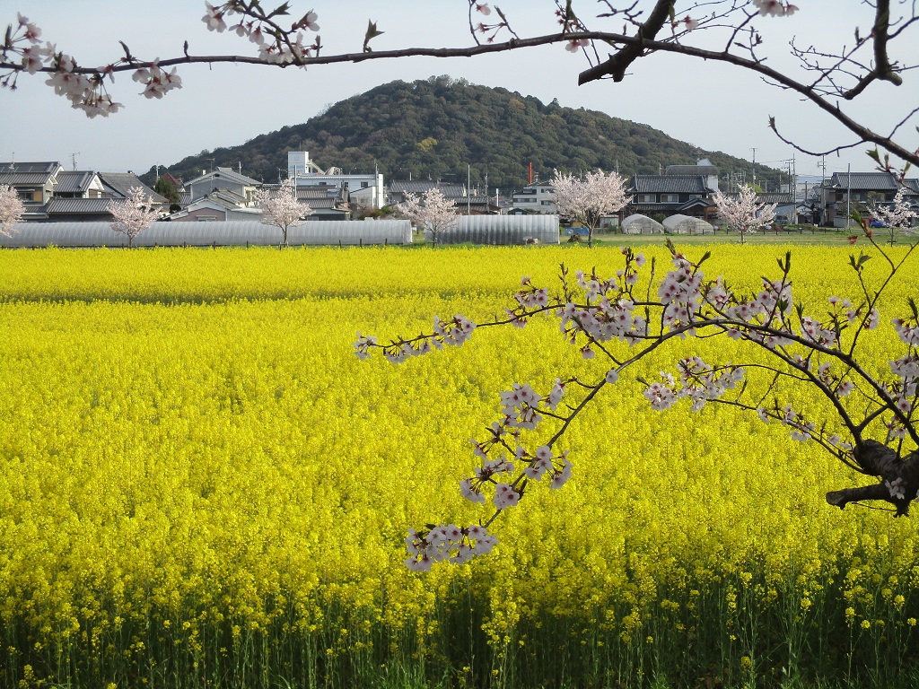 4月6日に撮影された、満開がつづく藤原宮跡(春ゾーン東側)の菜の花と桜の写真
