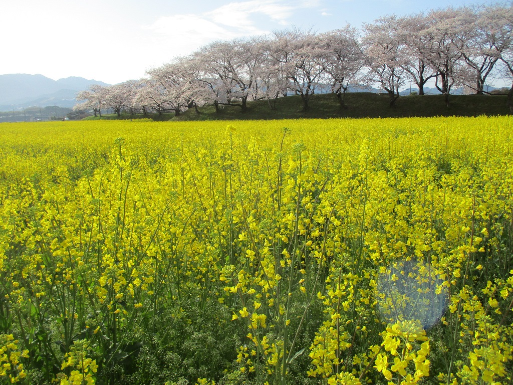 4月6日に撮影された、満開がつづく藤原宮跡の菜の花(春ゾーン)東側の写真