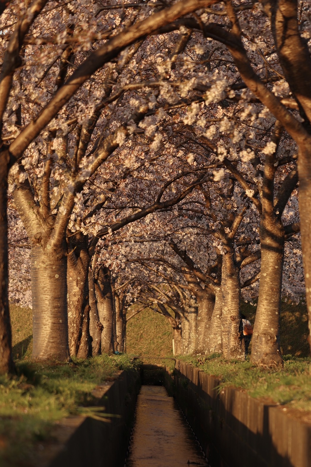 4月6日、満開がつづく藤原宮跡(醍醐池北側)の菜の花と桜の写真