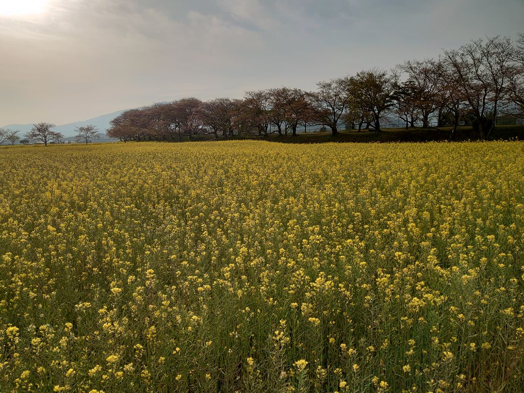少しずつ散り始めた4月11日撮影時の藤原宮跡菜の花(春ゾーン)西側の写真
