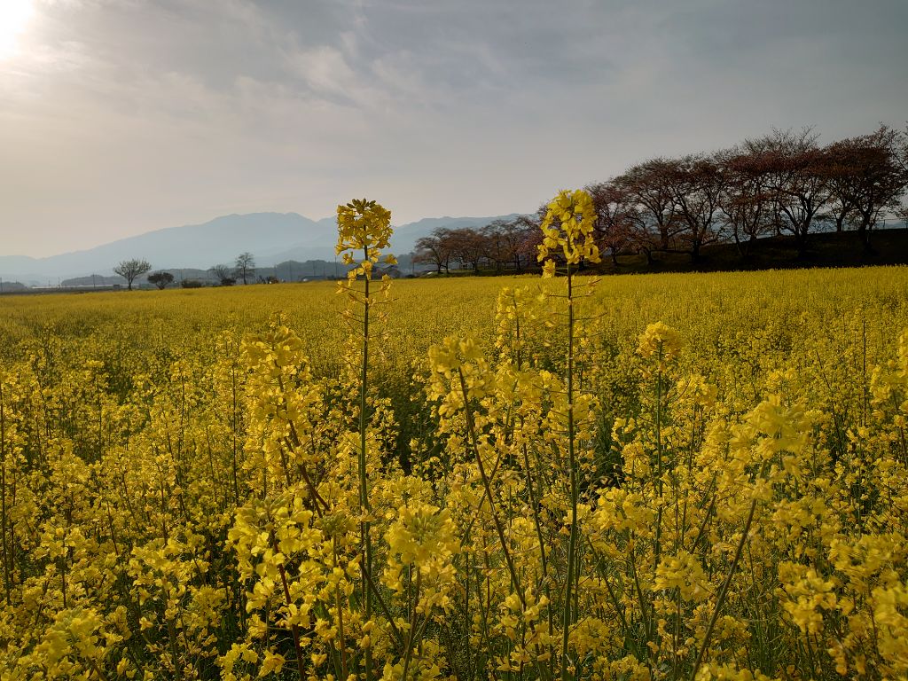 一番の見頃を迎えた4月11日撮影時の藤原宮跡菜の花(春ゾーン)東側の写真