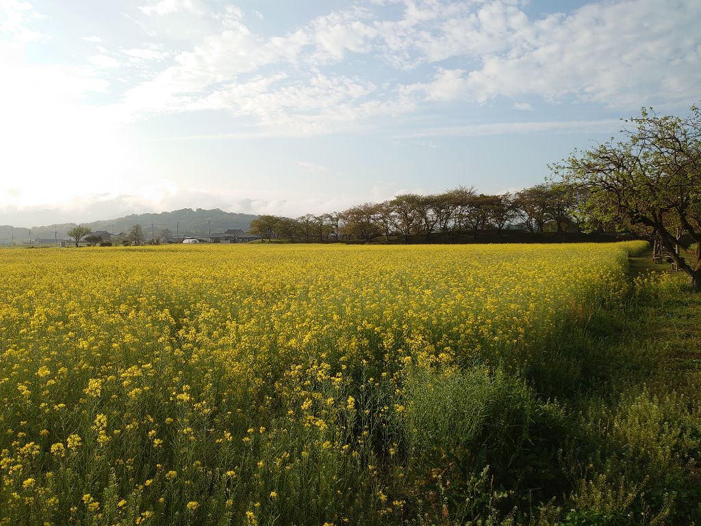 ピークを過ぎ少しずつ散り始めた4月14日撮影時の藤原宮跡菜の花(春ゾーン)東側の写真
