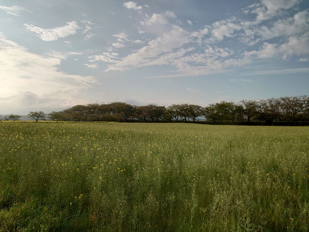 ピークを過ぎた4月14日撮影時の藤原宮跡菜の花(春ゾーン)西側の写真