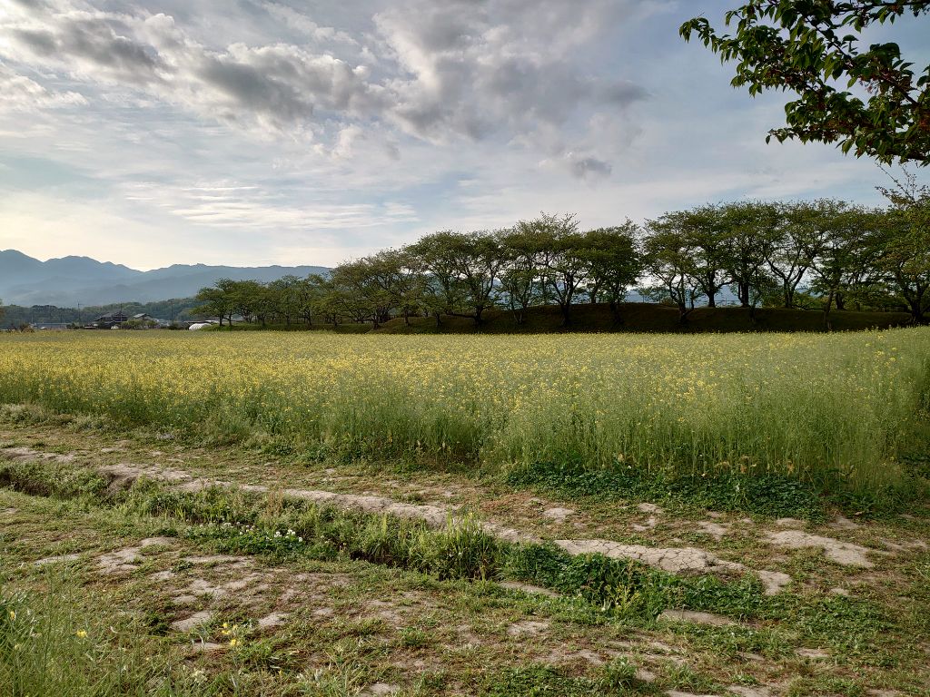 4月18日に撮影された藤原宮跡菜の花(春ゾーン)東側の写真