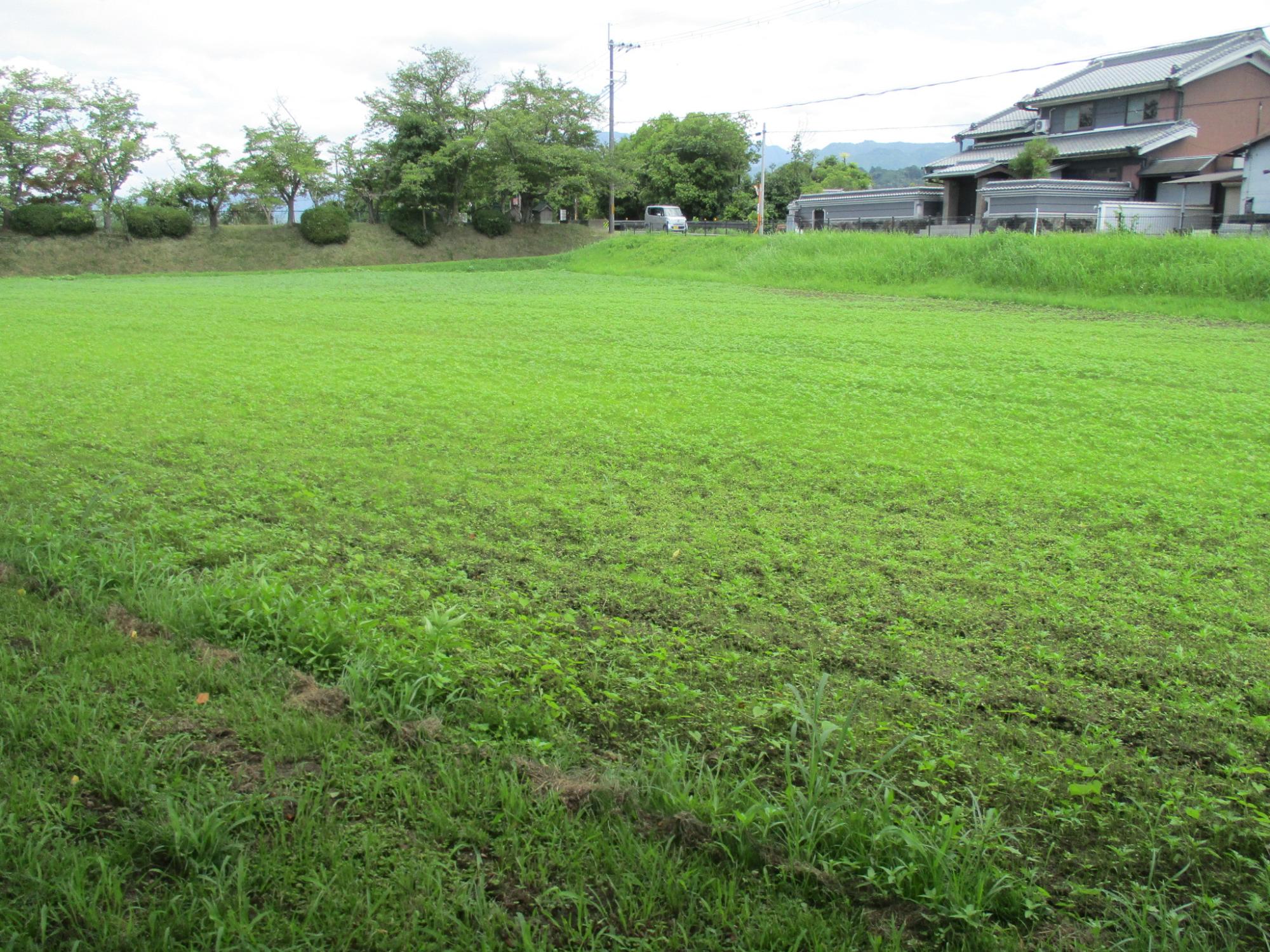 身丈が低く成長過程の、7月22日のキバナコスモス(夏ゾーン)の様子。
