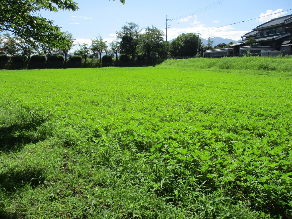 花が咲いておらず葉が青々としている、7月28日のキバナコスモス(夏ゾーン)の様子。