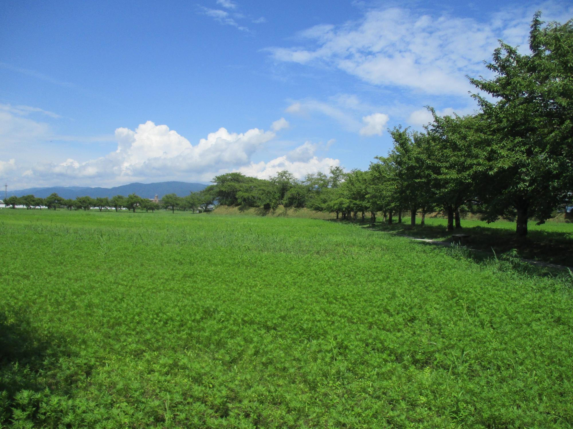 花が咲いておらず葉が青々としている、8月5日のキバナコスモス(夏ゾーン)の様子。