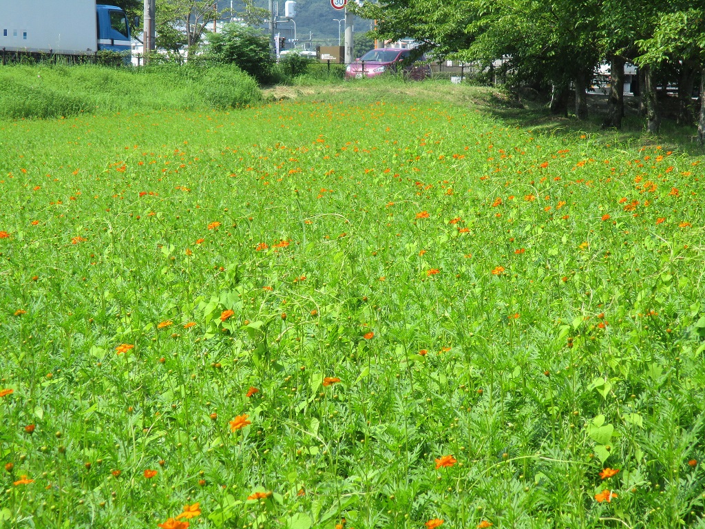 花が咲き始めている、8月9日のキバナコスモス(夏ゾーン)の様子。