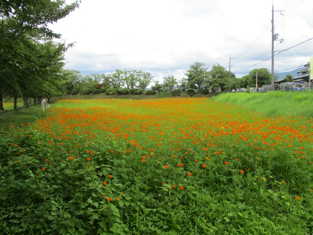 花が8分咲きの、8月12日のキバナコスモス(夏ゾーン)の様子。