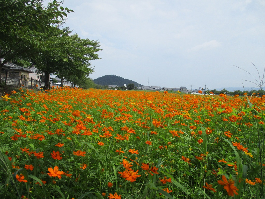 花が満開の、8月15日のキバナコスモス(夏ゾーン)の様子。