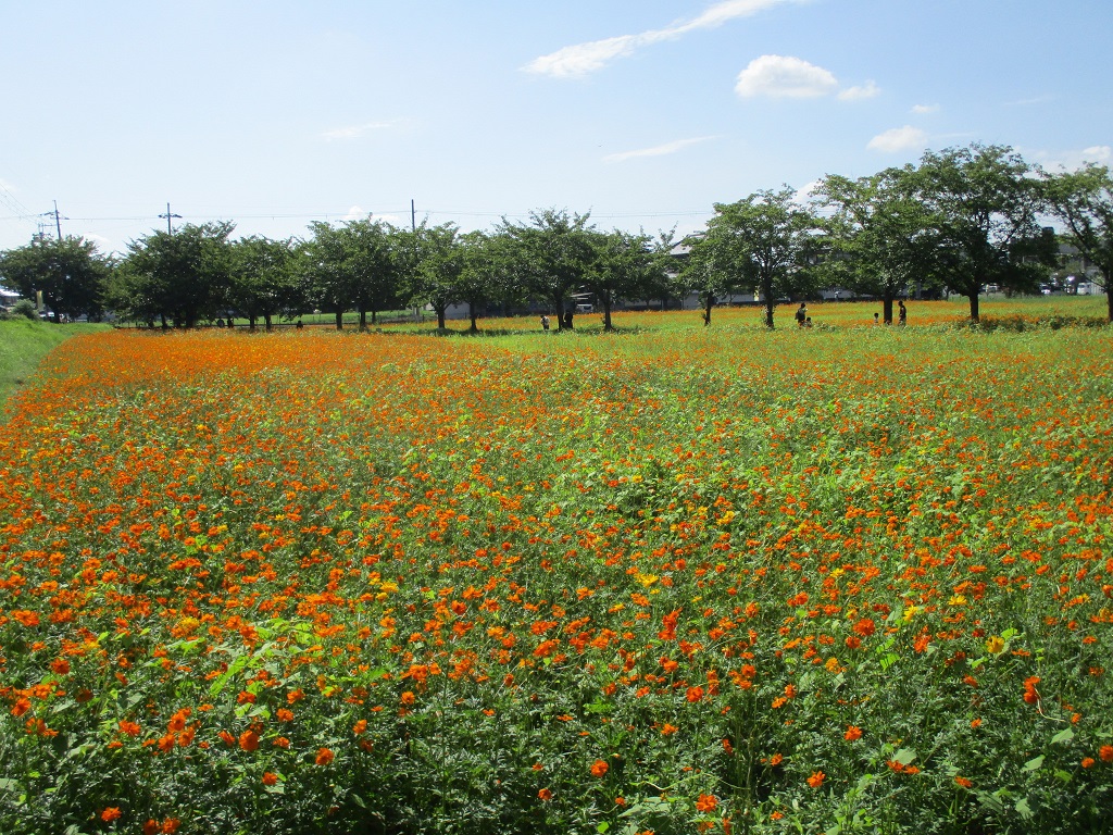 花が満遍なく咲いている、8月18日のキバナコスモス(夏ゾーン)の様子。