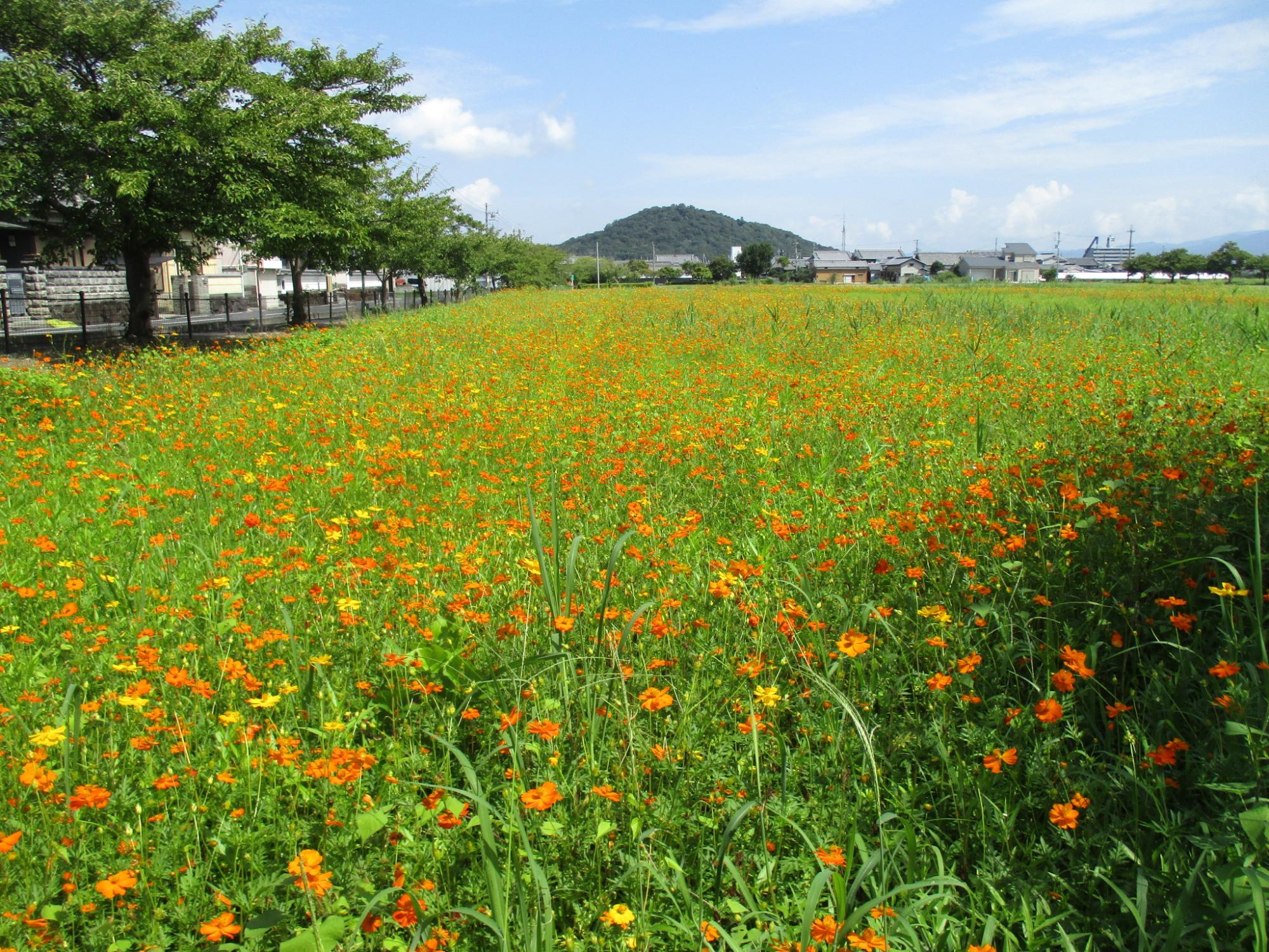 花が満遍なく咲いている、8月23日のキバナコスモス(夏ゾーン)の様子。