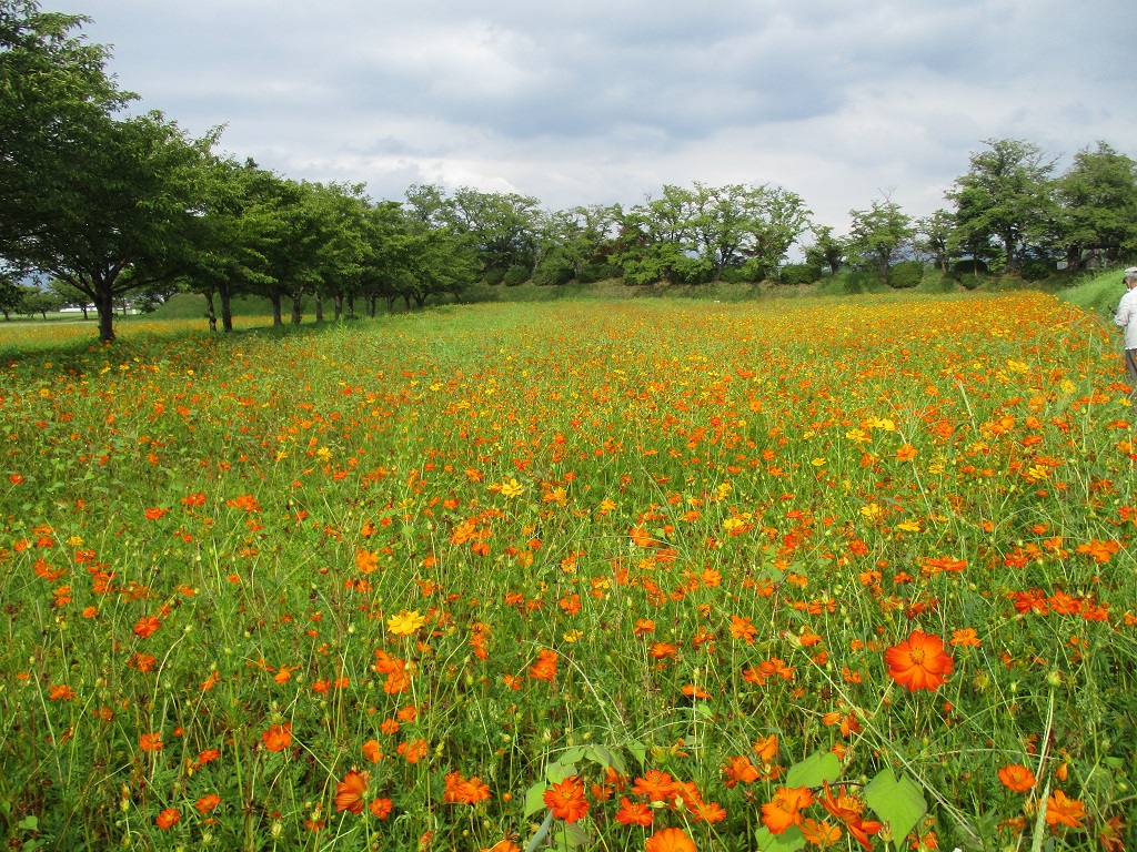 花が満開の、8月25日のキバナコスモス(夏ゾーン)の様子。