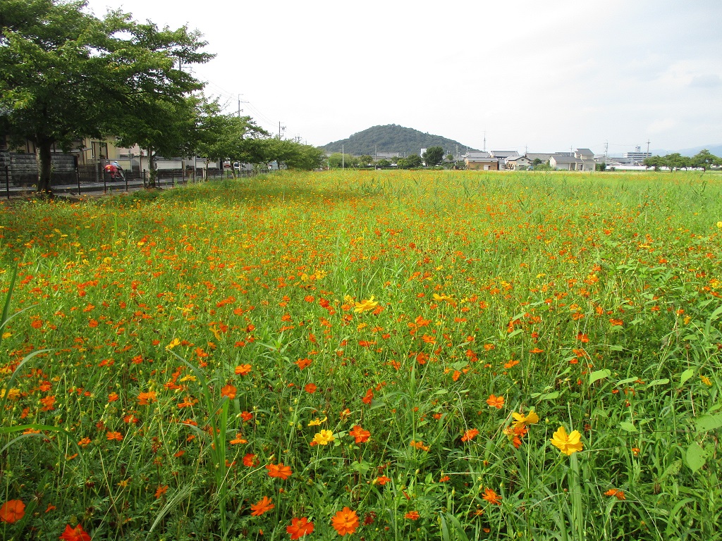 花が満遍なく咲いている、8月25日のキバナコスモス(夏ゾーン)の様子。