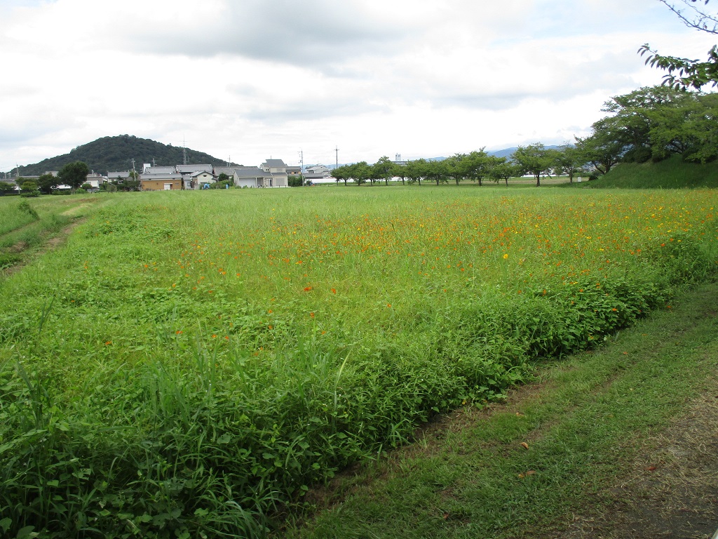 花がまばらに咲き始めている、8月30日のキバナコスモス(夏ゾーン)の様子。