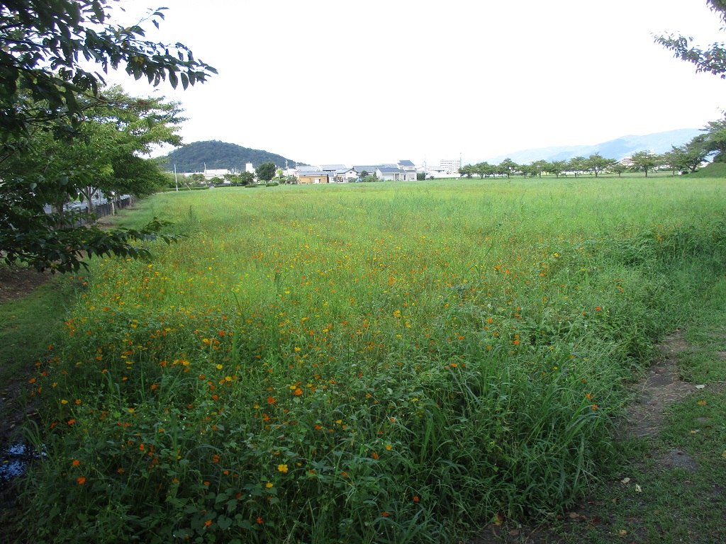 花がまばらに咲き始めている、9月2日のキバナコスモス(夏ゾーン)の様子。