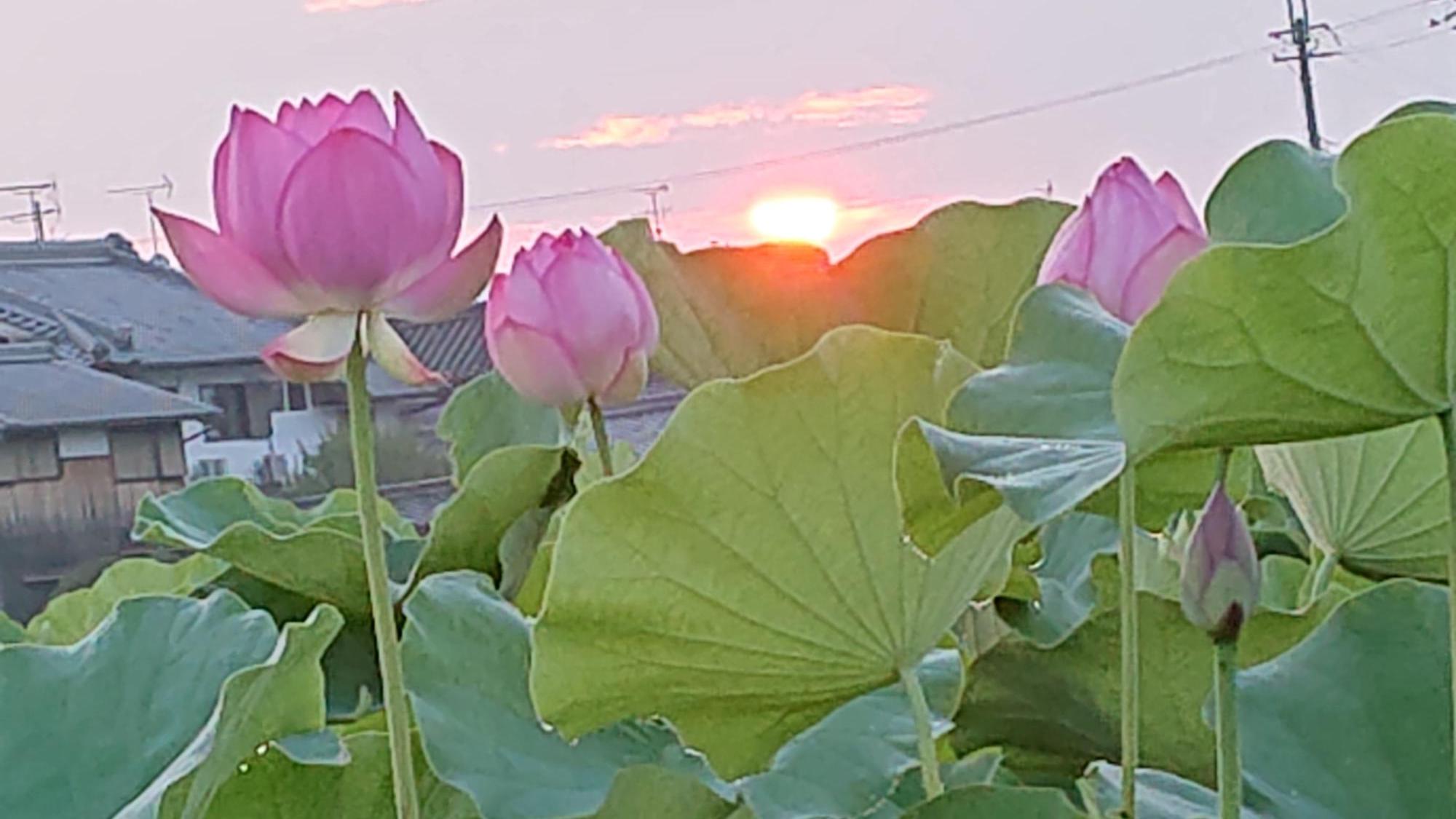 ピンク色の花をつける、8月1日に撮影された藤原宮跡ハナハスの写真